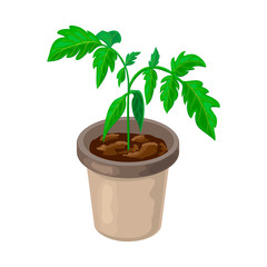 tomato plant in pot isolated. healthy young tomato seedlings potted. realistic illustration of tomato sprout and growing process in fertile soil. green shoos. springtime gardening or farming.