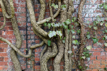 Old gnarly Ivy Vine creeping up an ancient and weathered Cemetery brick wall in Berlin. Thick dry branches