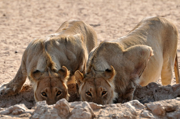 Obraz premium A pair of lions quenching their thirst at a waterhole in the Kgalgadi National Park, South Africa 
