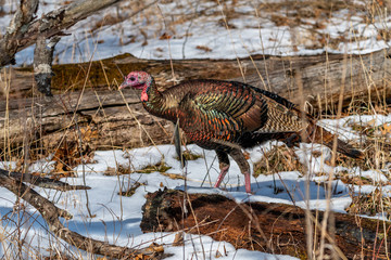 Male wild turkey (Meleagris gallopavo) walking in the snow in winter.