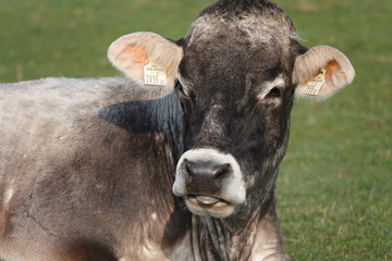 In Zeiten des Coronavirus COVID-19 wird den heimischen Bauern wieder mehr Beachtung geschenkt - Biorinder grasen auf Weide 