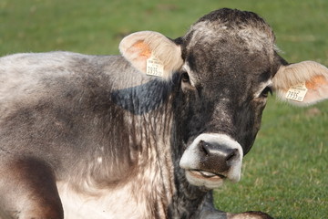 In Zeiten des Coronavirus COVID-19 wird den heimischen Bauern wieder mehr Beachtung geschenkt - Biorinder grasen auf Weide 