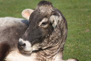 In Zeiten des Coronavirus COVID-19 wird den heimischen Bauern wieder mehr Beachtung geschenkt - Biorinder grasen auf Weide 