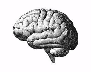 Monochrome engraving brain illustration on white BG - obrazy, fototapety, plakaty