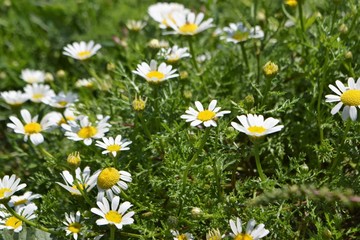 Beautiful, white, flowers, nature, background