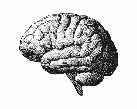 Monochrome engraving brain illustration on white BG