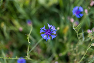 blue flower on green background 