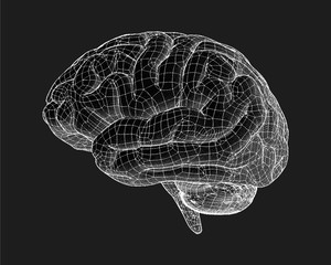 Brain drawing with wireframe illustration