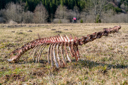 Skeleton of a deer. Cyclist at background