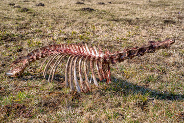 Eaten corpse of a deer by wild wolves