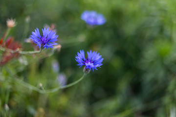 blue flower on green background 