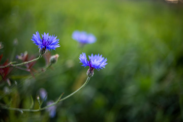 blue cornflower on green background 