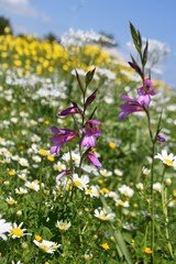 Fototapeta premium Beautiful, white, flowers, nature, background