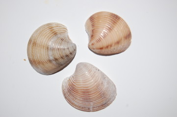 smooth clams on white background