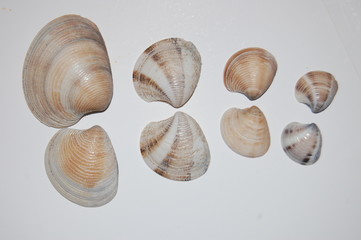 smooth clams on white background