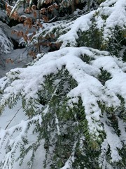 Snowy pine tree branches in the forest, natural colors