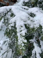 Snowy pine tree branches in the forest, natural colors