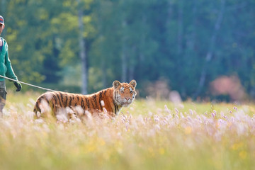 Young Siberian Tiger, Panthera tigris altaica, in training. Tiger with his tamer, walking on spring meadow. Tiger in captivity.