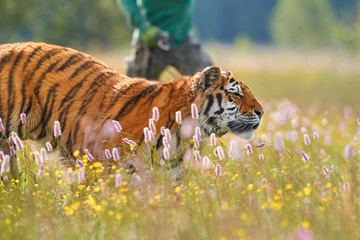 Young Siberian Tiger, Panthera tigris altaica, in training. Tiger with his tamer, walking on spring meadow. Tiger in captivity.