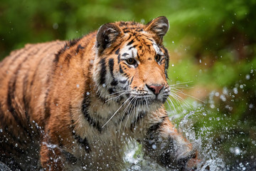 Fototapeta na wymiar Portrait of young Siberian tiger, Panthera tigris altaica, walking in forest stream in dark green spruce forest. Tiger among water drops in typical taiga environment.