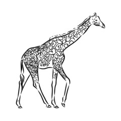 illustration of a giraffe on white background