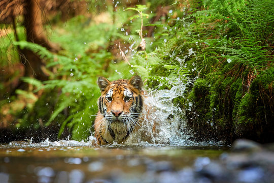Siberian tiger, Panthera tigris altaica, walking in forest stream close to bank covered in fern. Direct view, low angle photo. Tiger in water in typical taiga spruce forest. Russia