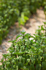 Spear Mint blooming in the park.