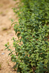 Mint blooming in the park.