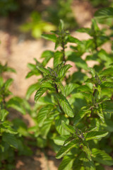 Rosemary blooming in the park.