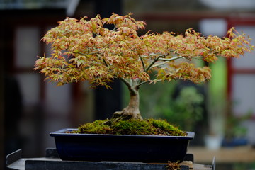 Banzai isolated in Paris.