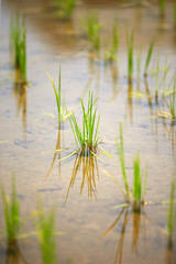 Begin rice planting in the countryside.