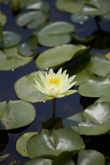 Water lily blooming in the park.
