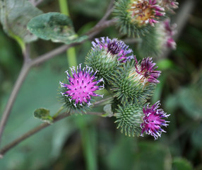 In the wildlife bloom burdock
