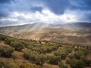 Fototapeta na wymiar Landscape with olive trees on hills and mountains with dramatic sky
