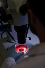 Scientific handling a light stereomicroscope examines a culture in a petri dish for pharmaceutical bioscience research. Concept of science, laboratory and study of diseases. Coronavirus (COVID-19)