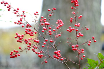 Green herbs and plant. France, spring 2020.