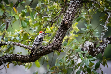 woodpecker on a branch