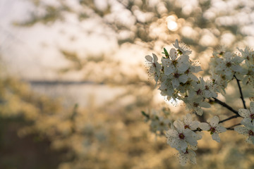 White cherry tree flowers in beautiful sunlight