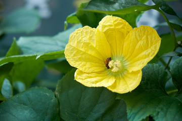 Pumpkin flower blooming in the park.