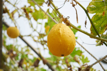 The balsam apple hangs on the vine blooming in the park.