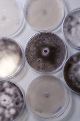 Microbiological culture in a petri dish for pharmaceutical bioscience research. Concept of science, laboratory and study of diseases. Coronavirus (COVID-19) treatment developing.