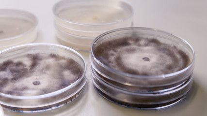 Microbiological culture in a petri dish for pharmaceutical bioscience research. Concept of science, laboratory and study of diseases. Coronavirus (COVID-19) treatment developing.