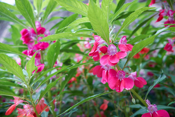 Garden Balsam blooming in the park.