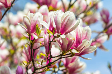 Fototapeta na wymiar Pink magnolia flowers in the garden. Natural soft floral background