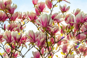 Pink magnolia flowers in the garden. Natural soft floral background