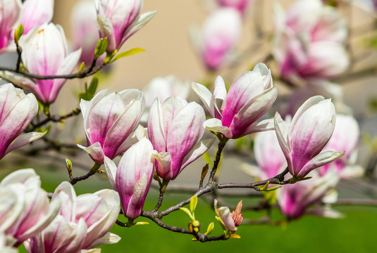 Pink magnolia flowers in the garden. Natural soft floral background © katatonia