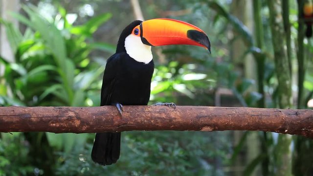 Colorful toucan sitting on a branch in a natural environment in Foz do Iguacu, Brazil