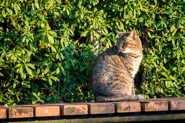 振り返る野良猫