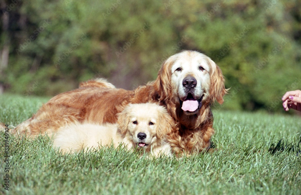 Wall mural Shallow focus shot of a cute puppy with an old Golden Retriever resting on a grass ground