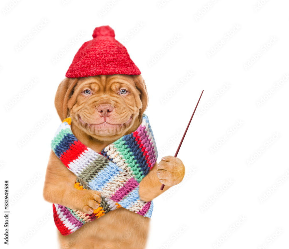 Poster Smiling puppy wearing the warm hat and scarf holds a pointing stick and points away on empty space. isolated on white background
